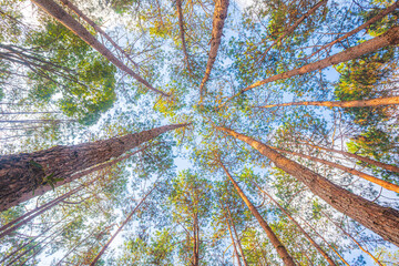 Pine tree upper view. looking up. very tall for background.