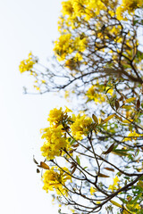 Golden Trumpet tree or Tabebuia chrysotricha blooming in natural park.