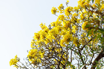 Golden Trumpet tree or Tabebuia chrysotricha blooming in natural park.