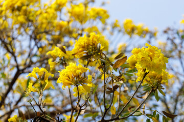 Golden Trumpet tree or Tabebuia chrysotricha blooming in natural park.