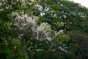 Pink shower or wishing tree cheerful blooming in natural park. Cassia bakeriana.