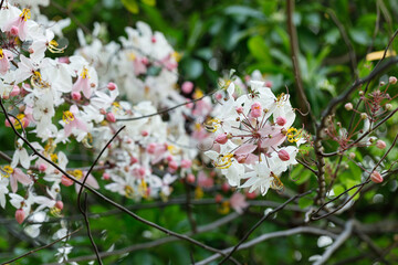 Pink shower or wishing tree cheerful blooming in natural park. Cassia bakeriana.
