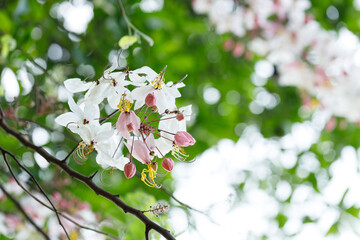 Pink shower or wishing tree cheerful blooming in natural park. Cassia bakeriana.