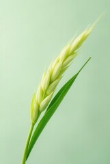 Fototapeta premium Single stalk of pale green grain against a soft green backdrop, showcasing nature's subtle beauty and the promise of harvest.