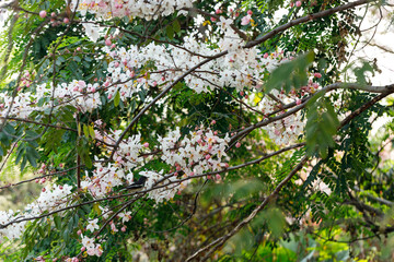 Pink shower or wishing tree cheerful blooming in natural park. Cassia bakeriana.