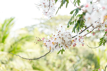 Pink shower or wishing tree cheerful blooming in natural park. Cassia bakeriana.