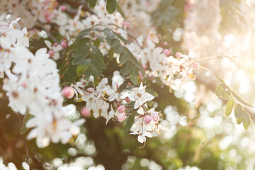 Pink shower or wishing tree cheerful blooming in natural park. Cassia bakeriana.