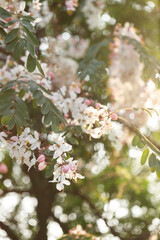 Pink shower or wishing tree cheerful blooming in natural park. Cassia bakeriana.