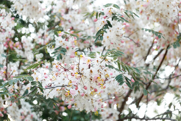 Pink shower or wishing tree cheerful blooming in natural park. Cassia bakeriana.