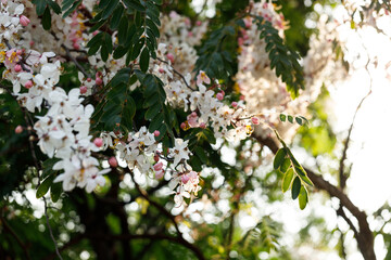Pink shower or wishing tree cheerful blooming in natural park. Cassia bakeriana.