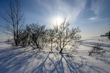 Bushes sticking out of the snow on a sunny winter day