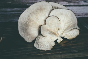 freshly picked thistle mushrooms