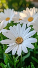 Obraz premium Beautiful Daisies in Bloom Highlighting Nature Elegance and Tranquility in a Garden Setting