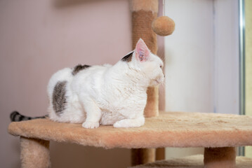Charming cat exploring a cozy shelter environment with playful curiosity