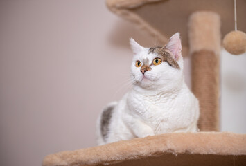 Charming cat exploring a cozy shelter environment with playful curiosity