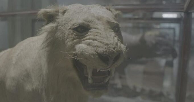 Stuffed Of Young Asiatic Lion Is Lion Population Of Subspecies Panthera Leo Leo Ungraded C LOG 2. Conservation Status - Endangered. In Indian Culture Narasimha Or Man-lion Is Described As Fourth