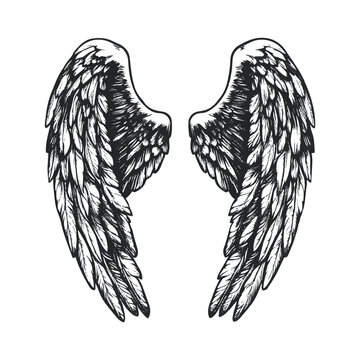 Hand drawn black angle bird's wings vector illustration