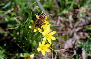bee on yellow flower