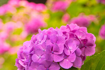 梅雨、夏、初夏、ピンクのあじさい
