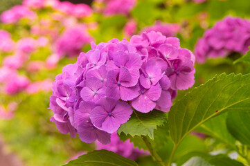 梅雨、夏、初夏、ピンクのあじさい
