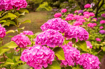 梅雨、夏、初夏、ピンクのあじさい