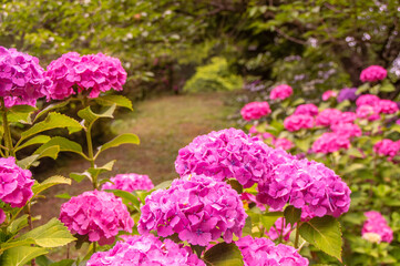 梅雨、夏、初夏、ピンクのあじさい
