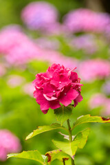 梅雨、夏、初夏、赤い紫陽花