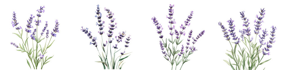 Naklejka premium Illustration of four lavender sprigs with delicate purple flowers and green leaves, showcasing their natural beauty and elegance. detailed depiction highlights calming essence of lavender