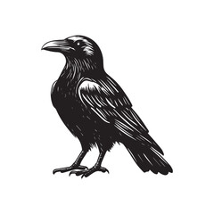 Fototapeta premium Hand drawn black raven crow vector illustration clipart