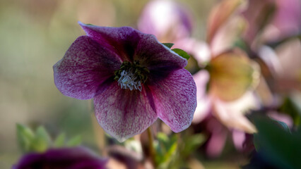 Closeup of flowers of hybrid Lenten rose (Helleborus × hybridus) in a garden in spring © Chris Lawrence
