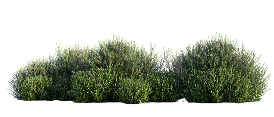 Green grass isolated on a white background with a clear and simple design featuring nature elements like trees, plants, and a calm atmosphere