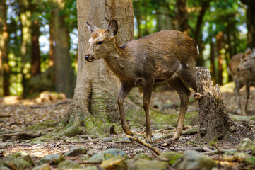 秋の奈良公園の鹿
