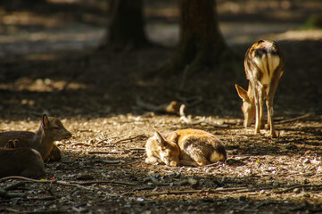 秋の奈良公園の鹿