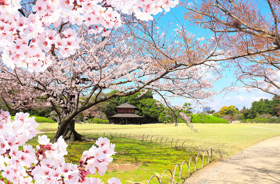 Blooming sakura trees in Koishikawa Korakuen garden, Okayama, Japan. Japanese hanami festival. Cherry blossoming season in Japan. Beautiful nature spring scene with a branch of blooming sakura