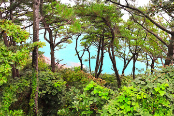 Beautiful forest scene with oak and pine trees and sea, Busan, South Korea. Mountain park landscape, Busan coastline, Republic of Korea