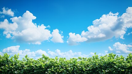 Obraz premium Vibrant Green Hedge Against a Bright Blue Sky with Fluffy Clouds