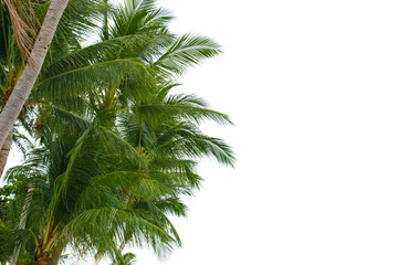 A palm tree with green leaves is in the foreground and a white background