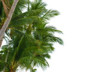 A palm tree with green leaves is in the foreground and a white background