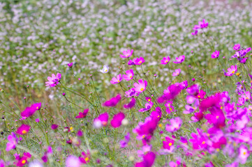 コスモス畑と蕎麦畑の花