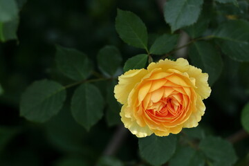 花の女王