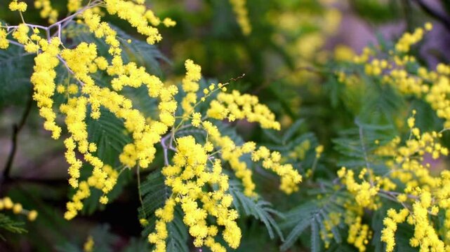 Branches of vibrant yellow fluffy mimosa flower in blooming garden, blossoming tree with small tender flowers in the spring day, beautiful springtime background, slow moving from left to ride side