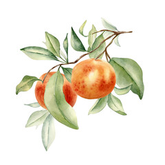 Grapefruits cluster on branch by watercolor illustration isolated. Leaves of citrus tree and red orange hand drawn. Leafy twig of ruby red fruit painted in botanical sketch. Citrus Paradisi plant
