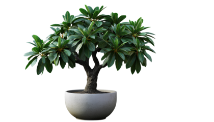  Potted lush money tree with green leaves on a transparent background, PNG