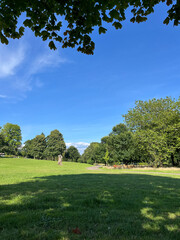 Blue sky and green grass