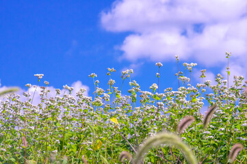 収穫の秋、秋空のした、そば畑の蕎麦の花