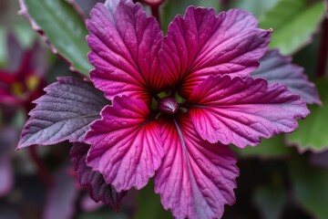 Close-up of Vibrant Purple Flower with Detailed Petals and Leaves