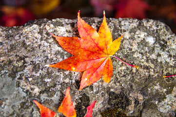 秋、水に浮かぶ紅葉したモミジの葉