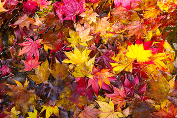 秋、水に浮かぶ紅葉したモミジの葉