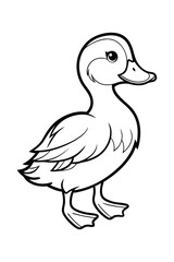 duck isolated on white background