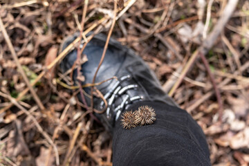 A close-up of two dry round prickly seed heads of burdock, which clung to black trousers on a human...